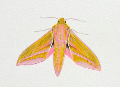 Polilla de halcón elefante, 2023 de Eleanor Grafton
