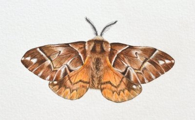 Polilla Kentish Glory, 2023 de Eleanor Grafton
