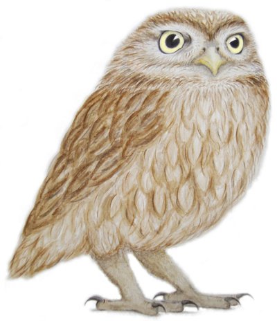 Búho pequeño, 2011 (acuarela y lápiz sobre papel) de Eleanor Grafton