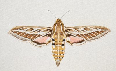 Polilla del halcón rayado, 2023 de Eleanor Grafton