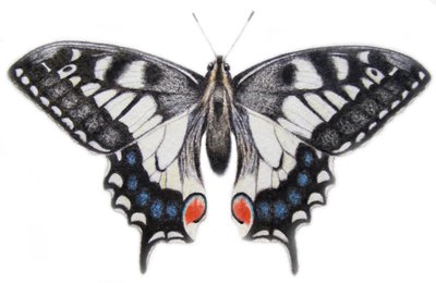 Cola de golondrina, 2012 (acuarela y lápiz) de Eleanor Grafton