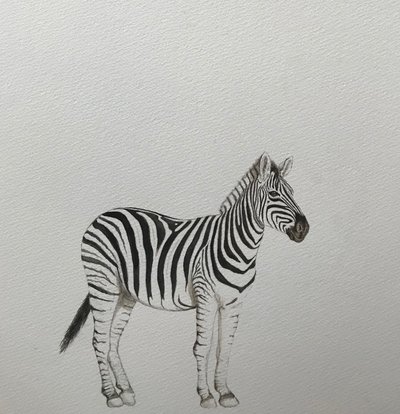Cebra, 2018 (lápiz acuarelable y pintura) de Eleanor Grafton