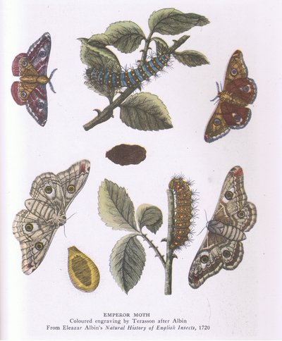 Polilla Emperador, Naturaleza en Gran Bretaña publicada por Collins de Eleazar (after) Albin