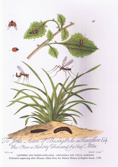 Mariquita y papá patas largas: Coccinella y Tipula Oleracea de Eleazar (after) Albin