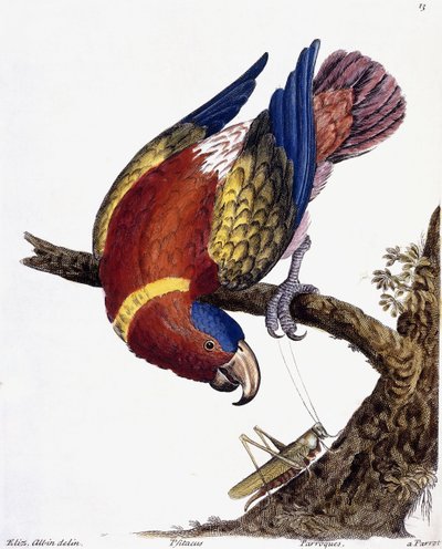 Un loro, 1731-1738 de Eleazar Albin
