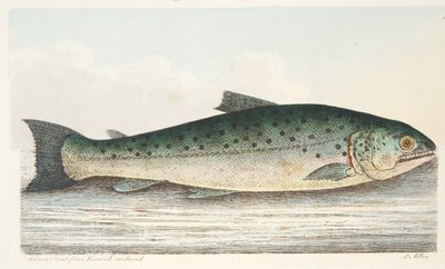 Trucha salmonada de Berwick on Tweed, de Un tratado sobre peces y estanques de peces, pub. 1832 de Eleazar Albin