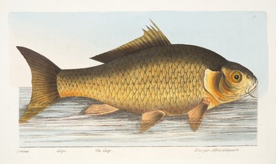 La carpa, de Un tratado sobre peces y estanques de peces, pub. 1832 de Eleazar Albin