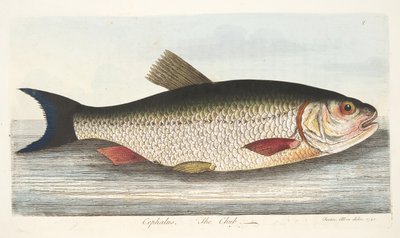 El cacho, de Un tratado sobre peces y estanques de peces, pub. 1832 de Eleazar Albin