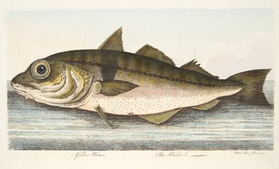 El eglefino, de Un tratado sobre peces y estanques de peces, pub. 1832 de Eleazar Albin