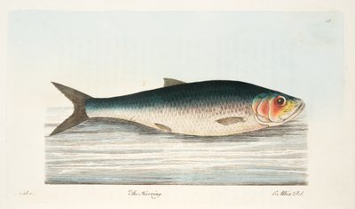 El arenque, de Un tratado sobre peces y estanques de peces, pub. 1832 de Eleazar Albin