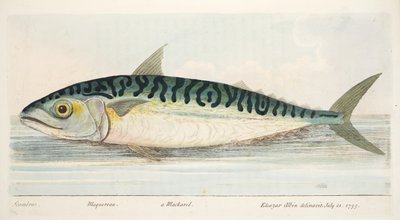 La caballa, de Un tratado sobre peces y estanques de peces, pub. 1832 de Eleazar Albin