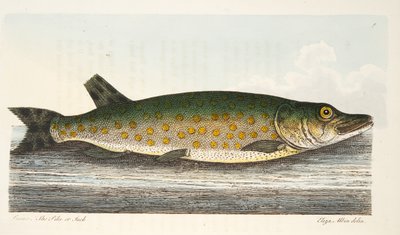 El lucio, de Un tratado sobre peces y estanques de peces, pub. 1832 de Eleazar Albin