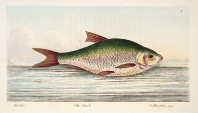 El rutilo, de Un tratado sobre peces y estanques de peces, pub. 1832 de Eleazar Albin