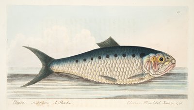 El sábalo, de Un tratado sobre peces y estanques de peces, pub. 1832 de Eleazar Albin