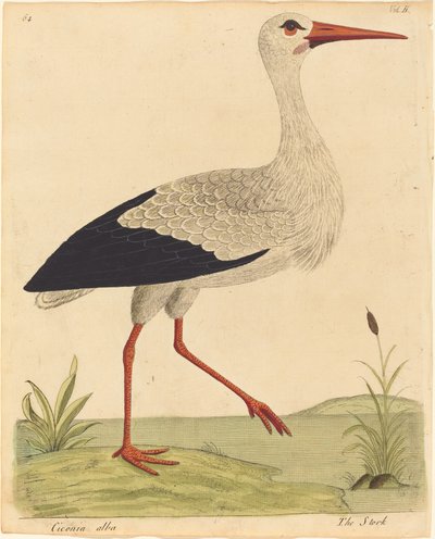 La cigüeña Ciconia Alba, publicada 1731-1738 de Eleazar Albin
