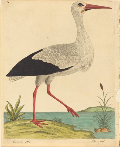 La cigüeña Ciconia Alba de Eleazar Albin