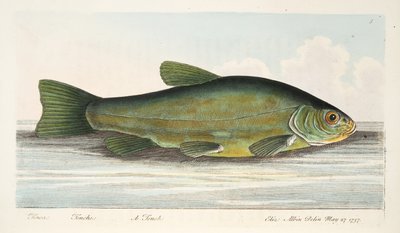 El tenca, de Un tratado sobre peces y estanques de peces, pub. 1832 de Eleazar Albin