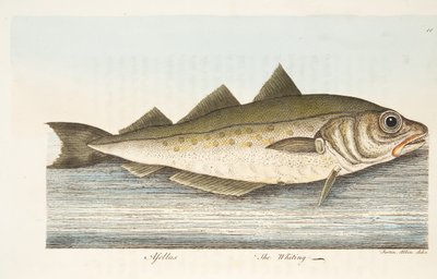 El merlán, de Un tratado sobre peces y estanques de peces, pub. 1832 de Eleazar Albin