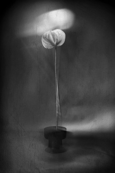 Flor de luz elegante de Elena Arjona
