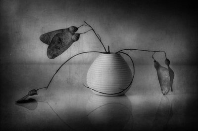Naturaleza muerta botánica minimalista de Elena Arjona
