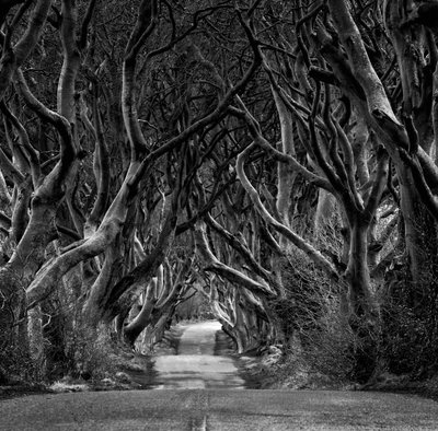 El túnel del árbol encantado de Eleonora Grigorjeva