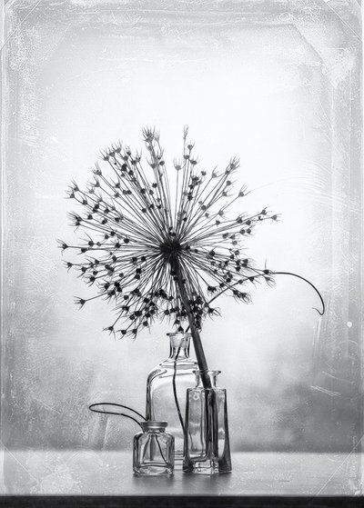 Estudio botánico en blanco y negro de Eleonora Grigorjeva