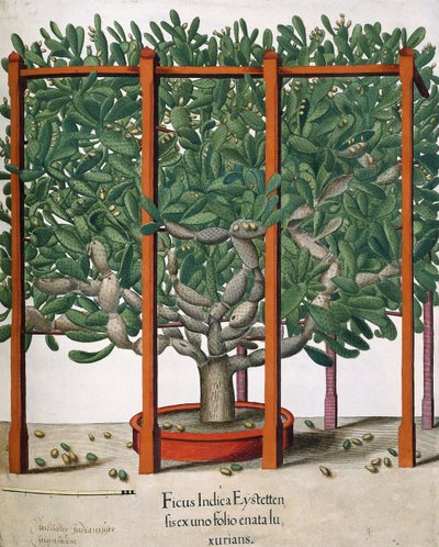 Ficus Indica Eystetten fis ex uno Folio Enata lu Xurians, 1613 de Elias Gottleib Haussmann