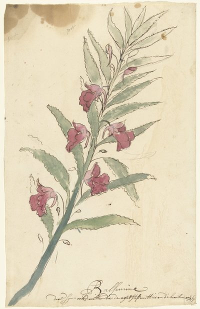 Balsemias de Elias van Nijmegen