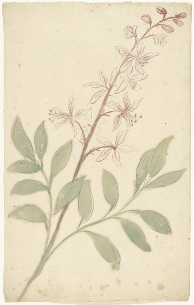 Estudio de las flores de Elias van Nijmegen