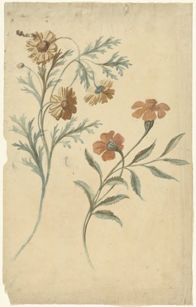 Estudio floral de una flor roja y otra marrón de Elias van Nijmegen