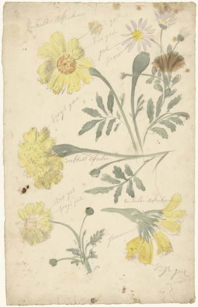 Estudios florales de las caléndulas de Elias van Nijmegen