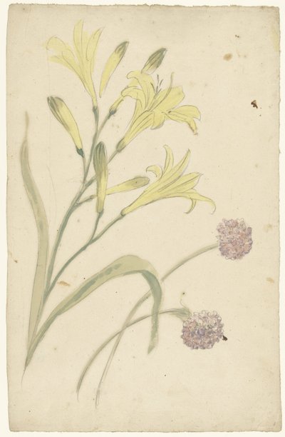 Estudios florales de un lirio amarillo y una cebolla en flor de Elias van Nijmegen