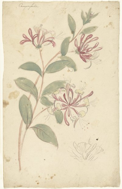Madreselva de Elias van Nijmegen