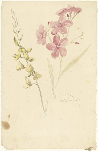 Adelfa y escoba de Elias van Nijmegen