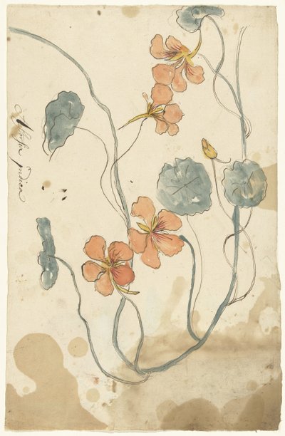 Cereza india de Elias van Nijmegen