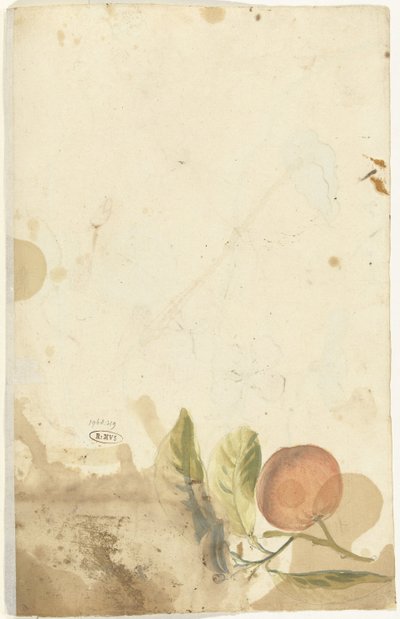 Sinaasappel de Elias van Nijmegen