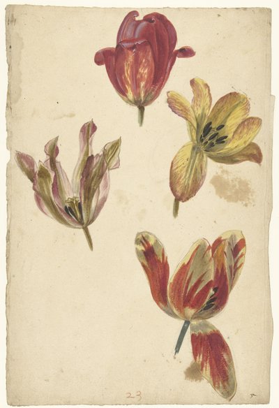 Estudios de cuatro tulipanes de Elias van Nijmegen