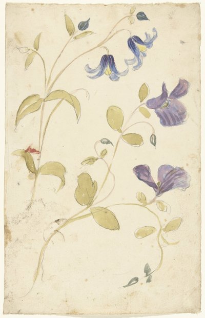 Estudios de las flores moradas y azules de Elias van Nijmegen