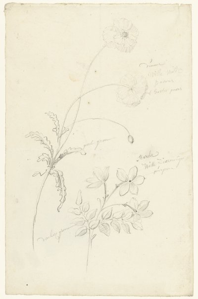 Estudios de amapola y jazmín de Elias van Nijmegen