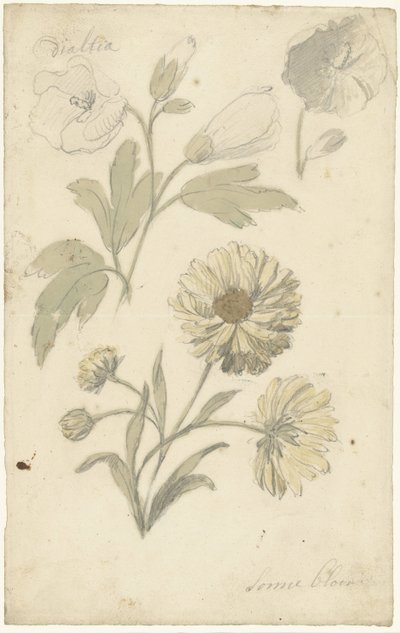 Estudios sobre el girasol y la dialtia de Elias van Nijmegen