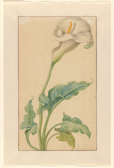 Armas blancas de Elias van den Broeck (signed by artist)
