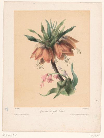 Corona Imperial y Jacinto Couronne Impériale, Jacinthe (título sobre objeto) de Elisa Honorine Champin