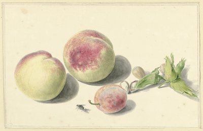 Melocotones, nueces, una ciruela y una mosca de Elisabeth Geertruida van de Kasteele