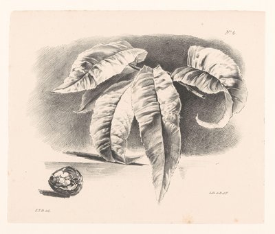 Bladeren en walnoot
Principios de las flores y los frutos para el uso de los comensales (título de la serie) de Elise Therèse Daiwaille