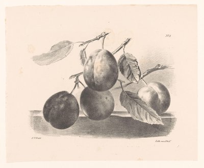 Pruimen aan takken
Principios de las flores y los frutos para el uso de los comensales (título de la serie) de Elise Therèse Daiwaille