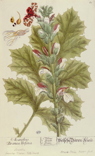 Acanthus Branca Ursina, de A Curious Herbal, publicado en Núremberg en 1757 de Elizabeth Blackwell