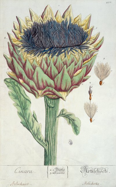 Alcachofa, de 