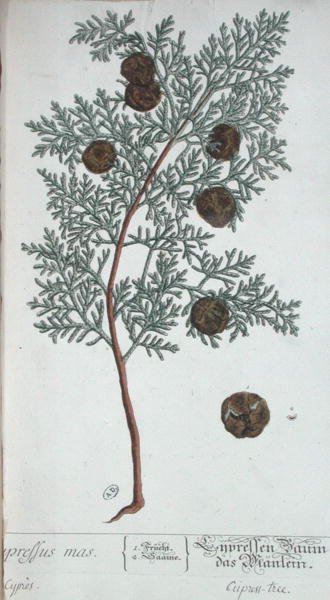 Árbol de ciprés, de 
