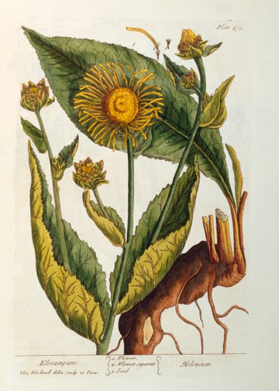 Elecampane, lámina 473 de 