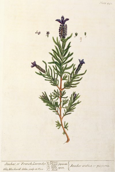 Lavanda francesa, lámina 241 de 